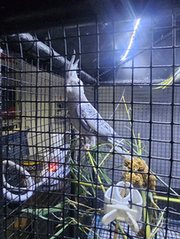 Pappagallo calopsite coppia