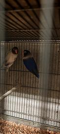 Inseparabili Personata