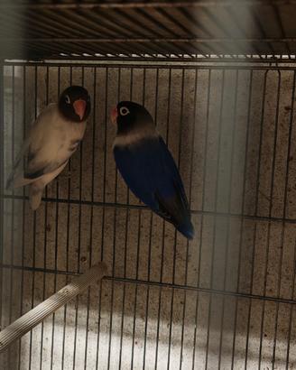 Inseparabili Personata