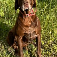 Bracco Tedesco maschio disponibile per monta