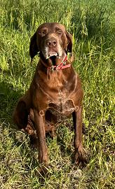 Bracco Tedesco maschio disponibile per monta