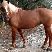 Fattrice haflinger