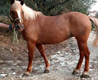 Fattrice haflinger