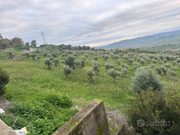 Terreno agricolo Uliveto