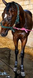 Cavallo psi
