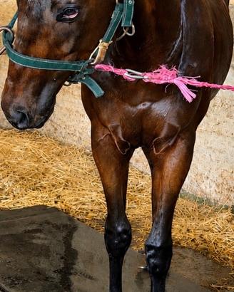 Cavallo psi