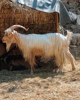 Capra