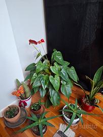 Lotto piante da appartamento succulente