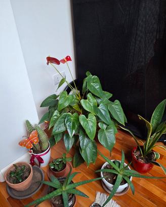 Lotto piante da appartamento succulente