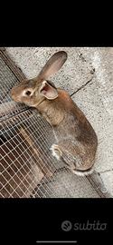 Conigli