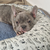 Cuccioli buldog francese