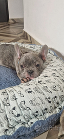 Cuccioli buldog francese