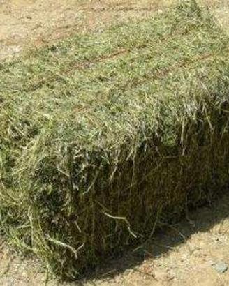 Fieno biologico per conigli nani e roditori