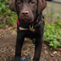 Cucciola Labrador Retriever chocolate con pedigree