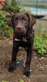 Cucciola Labrador Retriever chocolate con pedigree