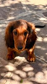 Cucciolo bassotto pelo lungo