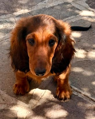 Cucciolo bassotto pelo lungo