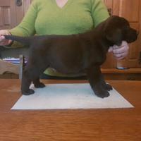 Cuccioli di Labrador - Test Genetici e Lastre ok