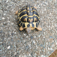 Tartaruga Testuggine di Hermann