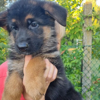Cuccioli pastore tedesco