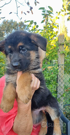 Cuccioli pastore tedesco