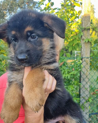 Cuccioli pastore tedesco