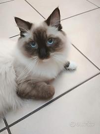 Ragdoll maschio con pedigree per accoppiamento