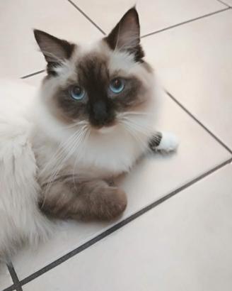 Ragdoll maschio con pedigree per accoppiamento