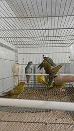 kakariki