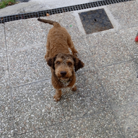 Cane Lagotto
