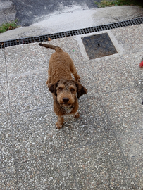 Cane Lagotto