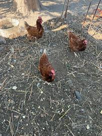 Galline