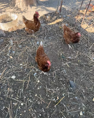 Galline