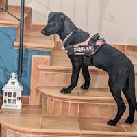 Cucciola ricorda Labrador nero