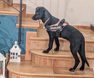 Cucciola ricorda Labrador nero