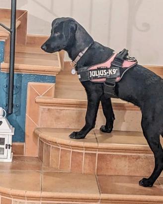 Cucciola ricorda Labrador nero