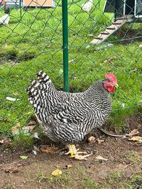Galline amrocks