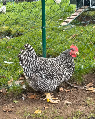 Galline amrocks