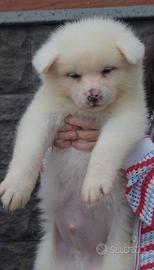 Akita inu