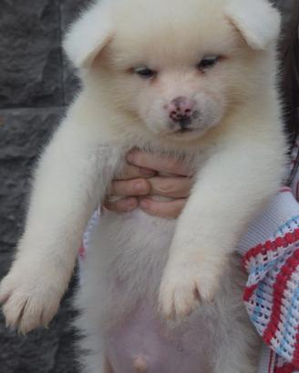 Akita inu