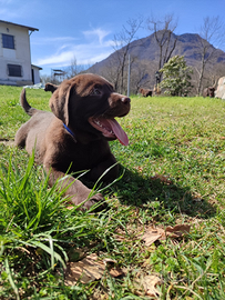 Cuccioli Labrador Retriever Chocolate