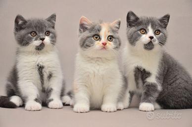 BRITISH SHORTHAIR CUCCIOLI ESOTICI - pag rateale