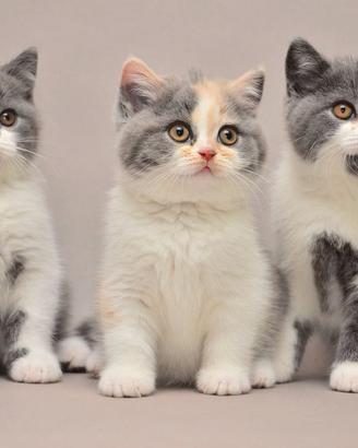 BRITISH SHORTHAIR CUCCIOLI ESOTICI - pag rateale