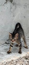 Gattini