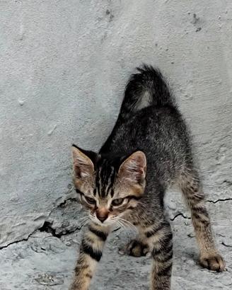 Gattini