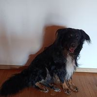 Cane taglia medio grande