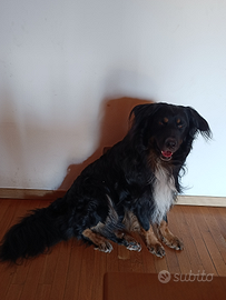 Cane taglia medio grande