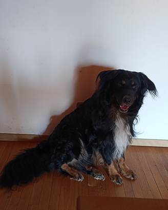 Cane taglia medio grande