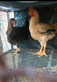 Galline
