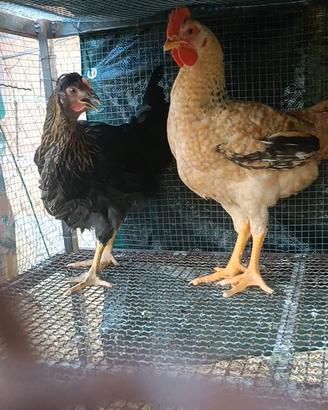 Galline